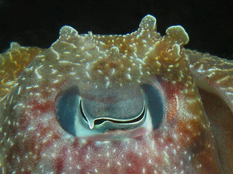 octopus pupil shape