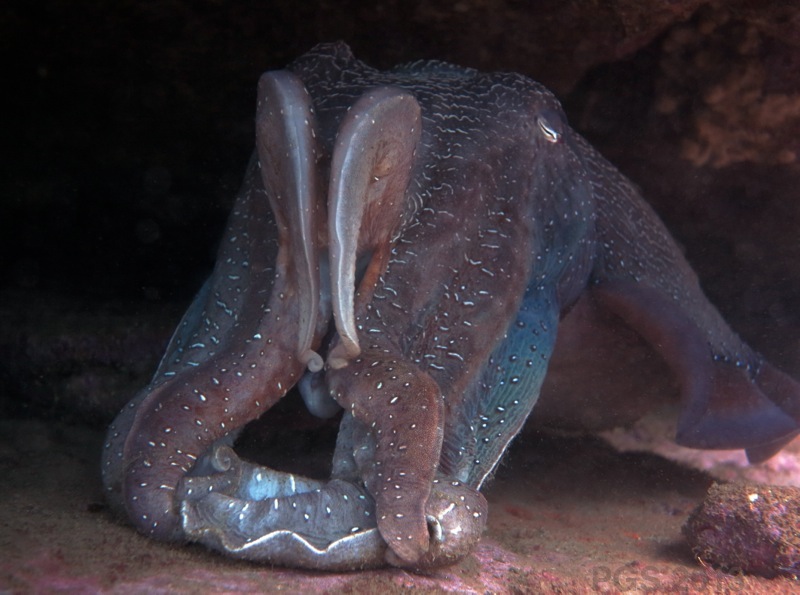 Cuttlefish 2013_3754 PGS