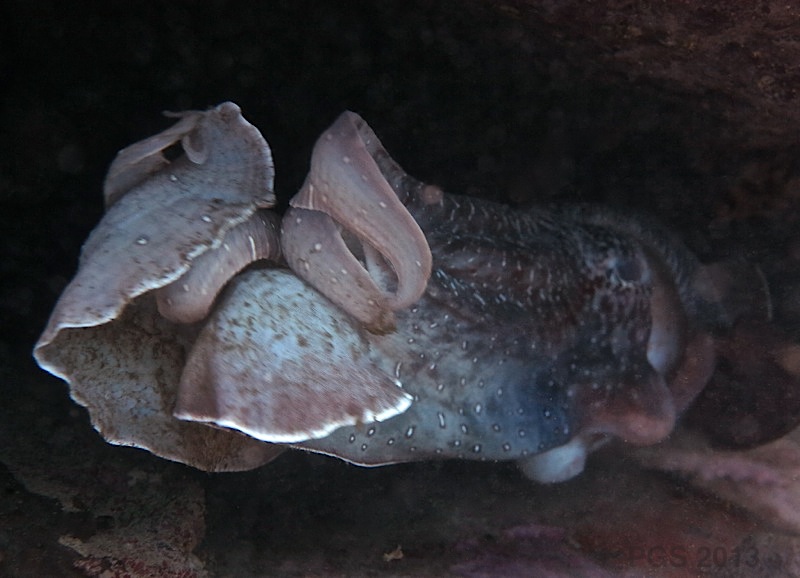 Cuttlefish 2013_3817-3 PGS