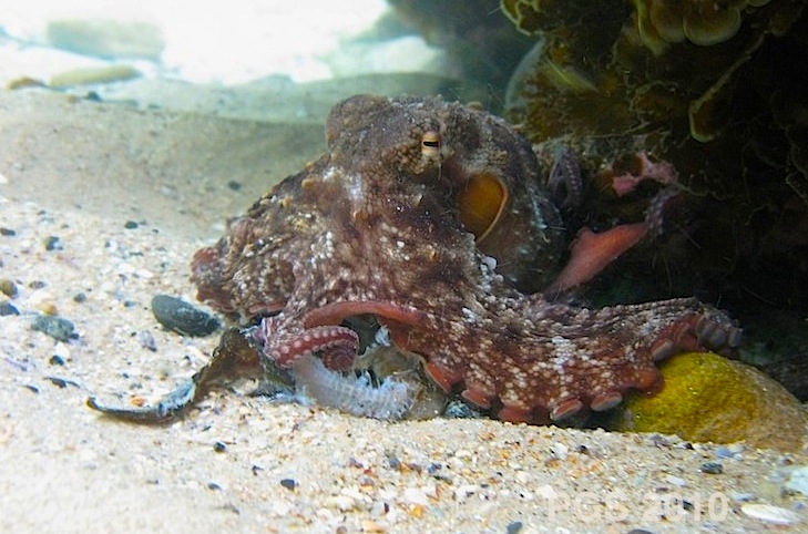 Octopus eats fish_1912 -2010